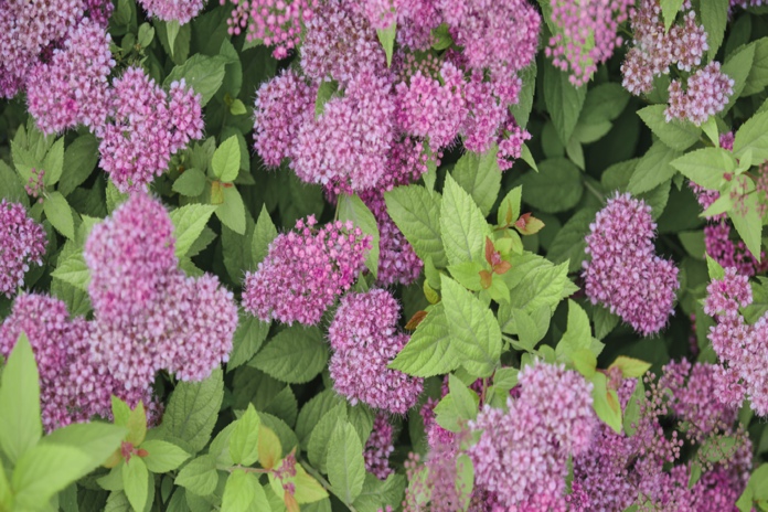 Close-up of blooming fuchsia spirea shrub with green leaves in a garden.