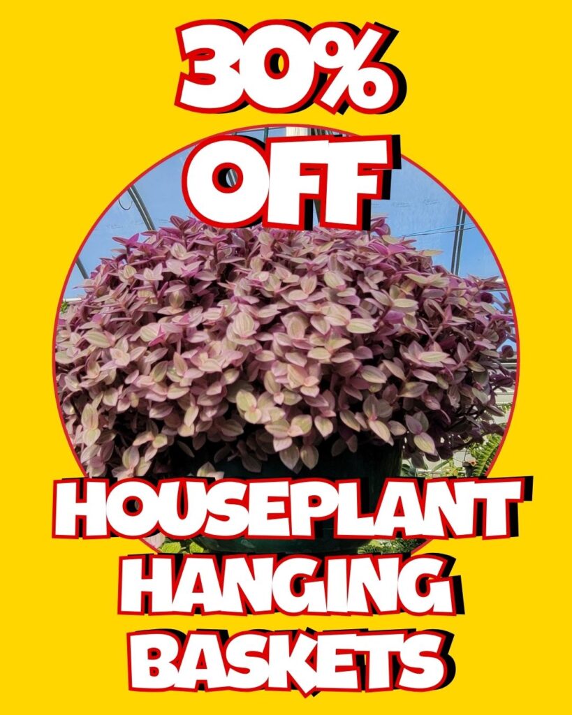 Houseplant hanging baskets on display at Thomas Greenhouse & Gardens with 30% off sale sign for Bargain Bin Bonanza January 2026.