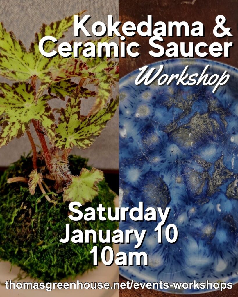 Kokedama and ceramic saucer workshop at Thomas Greenhouse & Gardens, Saturday, January 10, 2026 at 10 am. Register online at thomasgreenhouse.net/events-workshops/kokedama-workshop/ or call 262-363-3807.